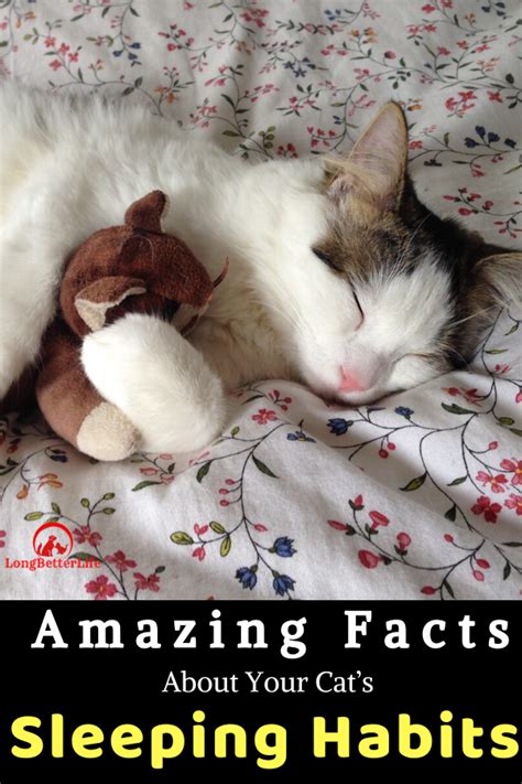 5 Amazing Facts About Your Cat’s Sleeping Habits | Cats, Cat sleeping, Sleeping habits