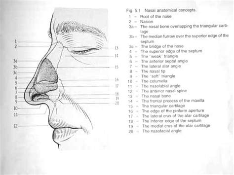 ORAL & MAXILLO-FACIAL SURGERY: Nose Anatomy