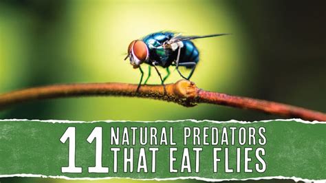 11 Natural Predators That Eat Flies: In-Depth Look - Pest Pointers