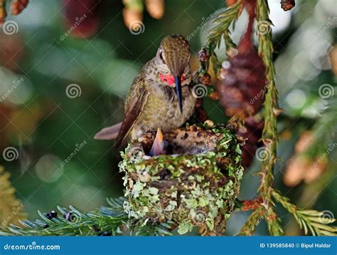 Hummingbird Feeding Her Chicks Stock Photo - Image of scientific ...