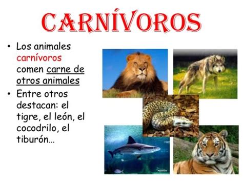 LISTA de animales carnívoros - ¡EJEMPLOS Y CARACTERÍSTICAS!