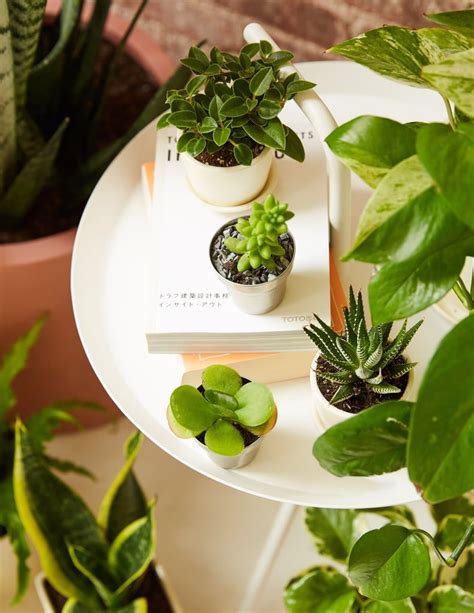 Bye-Bye, Boring Desk! 50+ Plants That Will Liven Up Your Office | Desk ...