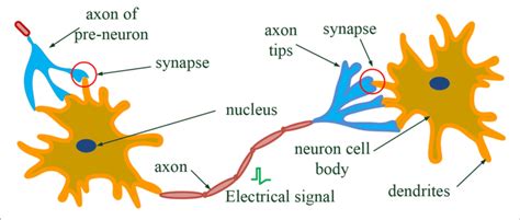 Neuron Diagram Synapse