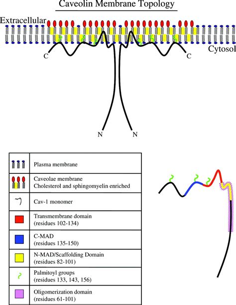 Role of Caveolae and Caveolins in Health and Disease | Physiological Reviews