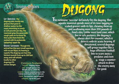 Dugong | Weird n' Wild Creatures Wiki | Fandom