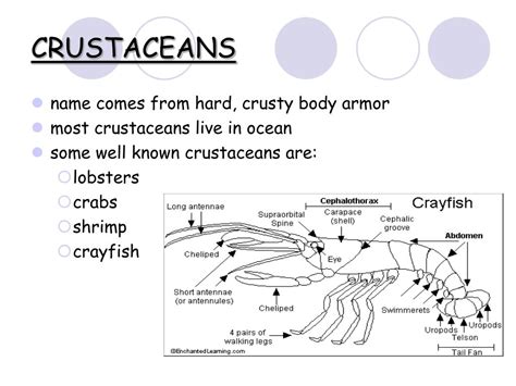 PPT - CRUSTACEANS PowerPoint Presentation, free download - ID:6801014