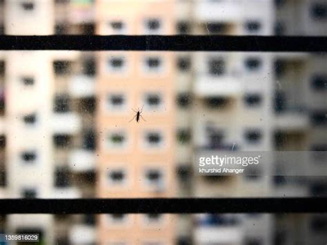 Mosquito Trap Photos and Premium High Res Pictures - Getty Images