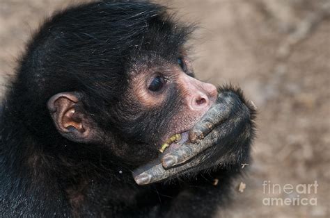 Peruvian Spider Monkey Photograph by William H. Mullins