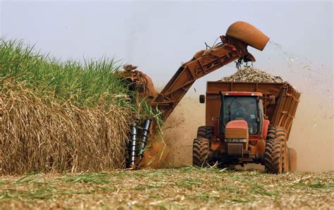 Sugarcane | Planting, Harvesting & Processing | Britannica