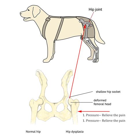 Dog Hip Dysplasia Brace - KindlyDogs