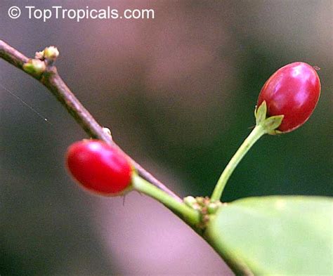 Erythroxylum coca, Huanuco, Coca - TopTropicals.com