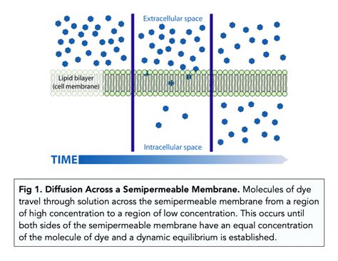 Transport Across Membranes: Diffusion (A-level Biology) - Study Mind