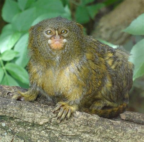 pygmy-marmoset | Amazonia Expeditions