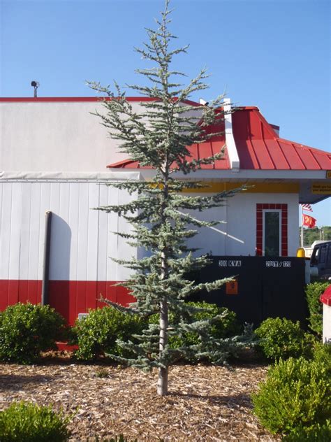 Cedrus atlantica 'Glauca' (Blue Atlas Cedar) | North Carolina Extension ...