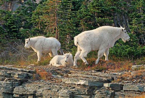 glacier, National, Park, Montana, Mountain, Goat, Little, Family, Goats ...