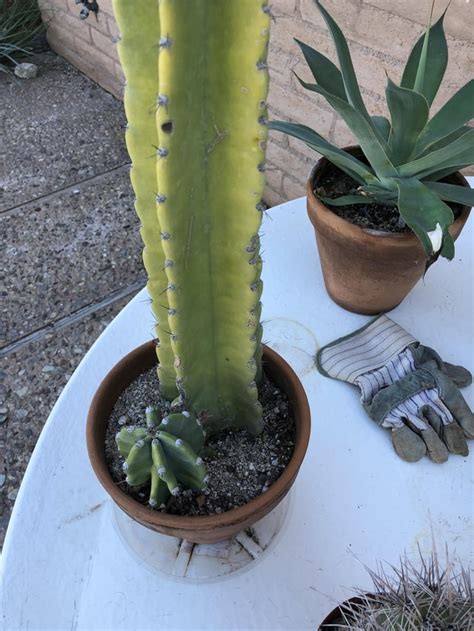 Could anyone help me identify this cactus? Got it from a plant sale in ...