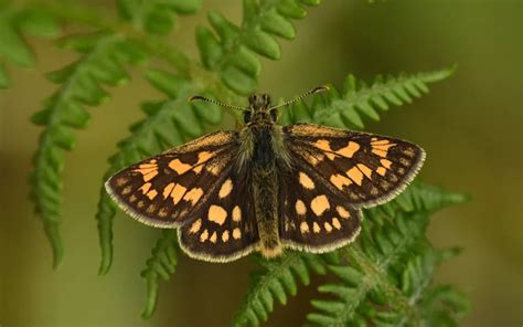 Chequered Skipper Butterfly: Identification, Life Cycle, and Behavior - Insectic