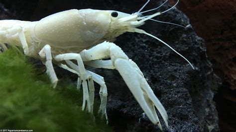 White Crayfish: Care, Size, Feeding, Tankmates & Molting - Video