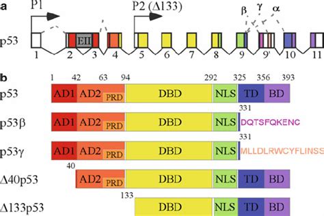 The p53 gene and protein structure. ( a ) TP53 locus, location of the...