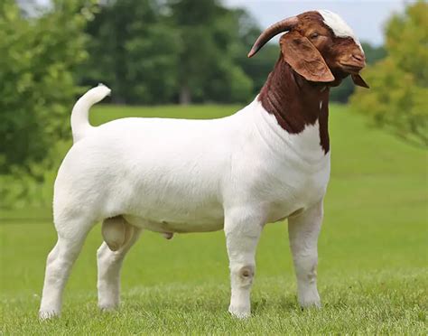 Boer Goats for Sale Near Me: Directory of US Breeders