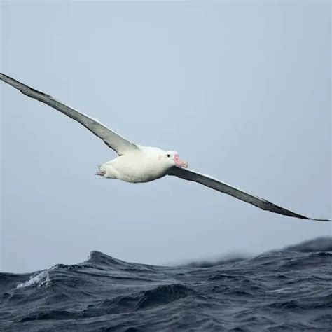 Antipodean albatross - Facts, Diet, Habitat & Pictures on Animalia.bio