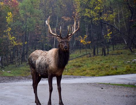 5 REASONS FOR A FALL VISIT TO THIS WILDLIFE PARK IN CANADA - Travel Bliss Now