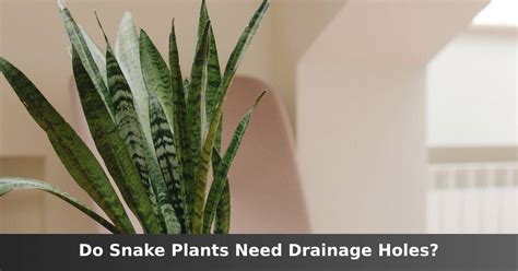 Do Snake Plants Need Drainage Holes? [No, But You Should]