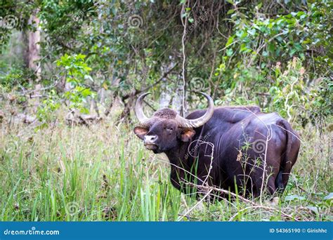 Indian Bison Grazing in Natural Habitat Stock Photo - Image of grown, cattle: 54365190