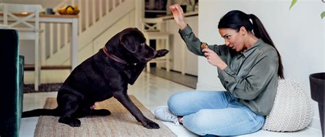 Why Do Dogs Not Like It When You Touch Their Paws