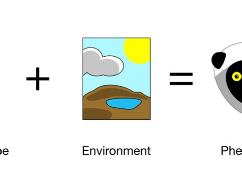 Difference Between Genetic Variation and Environmental Variation ...