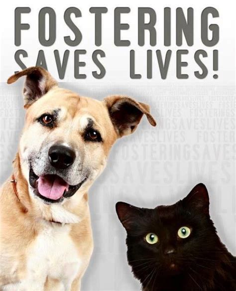 Become a Foster Parent for a Shelter Pet | Mesquite, TX - Official Website