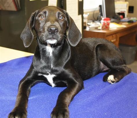 Adopt Tacoma on Petfinder | Black labrador retriever, Labrador retriever mix, Coonhound