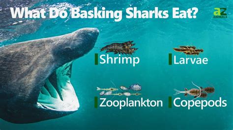 What Do Basking Sharks Eat? Their Diet Explained - AZ Animals