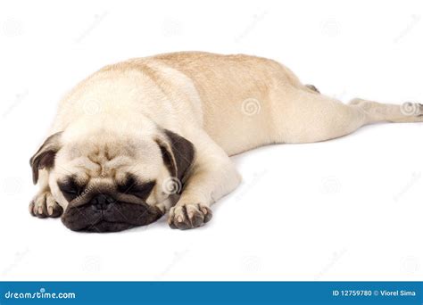 Pug Sleeping Stock Photo - Image: 12759780