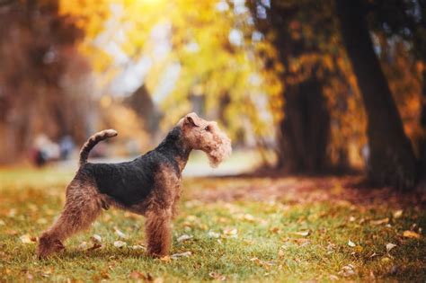 Welsh Terrier | The Groomers Spotlight