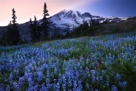 6 tips for better wildflower photos: Digital Photography Review