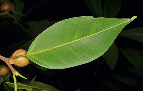 Ficus benjamina (Moraceae) image 147022 at PhytoImages.siu.edu