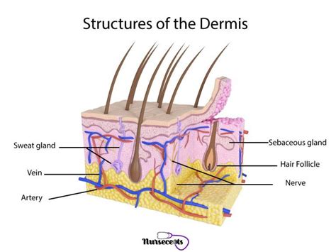 7 Facts About the Integumentary System Every Nursing Student Should ...