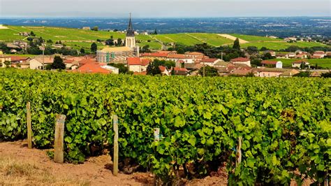 8 Charming Gamays from Beaujolais | Beaujolais, Gamay, Vineyard