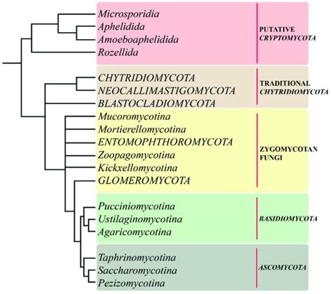 Cladogram showing phylogenetic relationships of the major lineages of... | Download Scientific ...