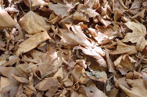 Dry Leaves Background Free Stock Photo - Public Domain Pictures