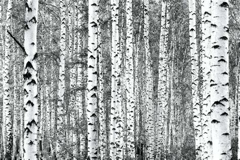 Birch trees black and white wallpaper - Happywall