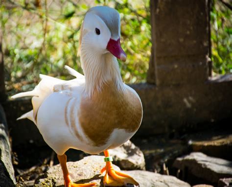 2+ Free White Mandarin Duck & Ducks Images - Pixabay