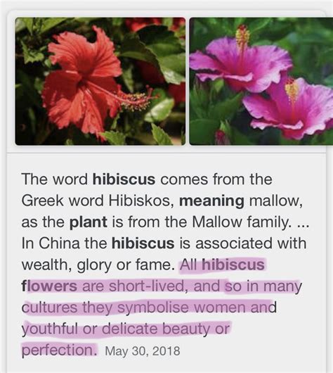 The beautiful meaning of a hibiscus flower 🌺 in 2021 | Hibiscus flower ...