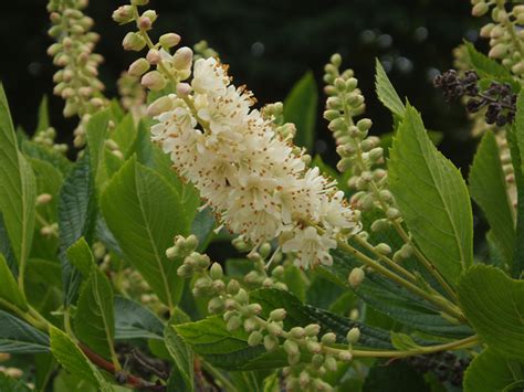 Clethra alnifolia - Jersey-Friendly Yards