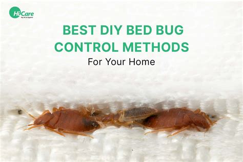 10 Best DIY Bed Bugs Treatment For Home