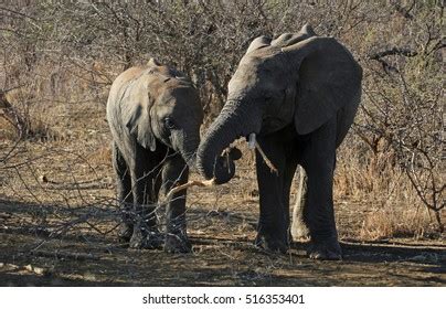 2,482 Elephant Calf Playing Images, Stock Photos & Vectors | Shutterstock