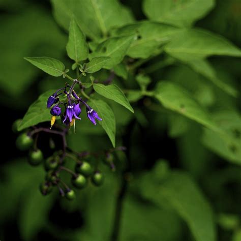 Nightshade Flowers | Flickr - Photo Sharing!