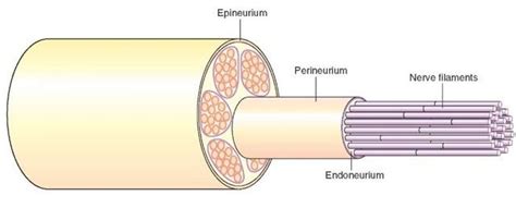 Histology of the Nervous System (The Neuron) Part 3 | Basic anatomy and physiology, Nervous ...