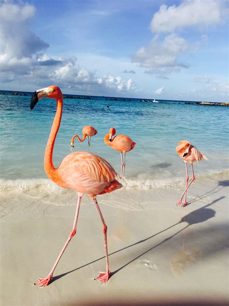 Renaissance island, Aruba | Flamingo pictures, Flamingo wallpaper ...